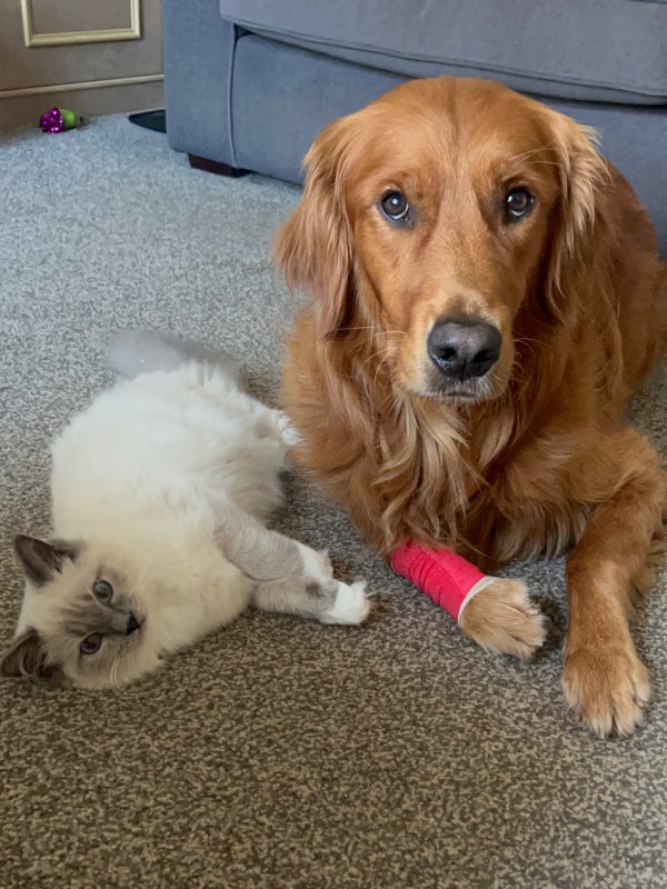 Cats and Dogs Living Together: Tips for a Peaceful Home